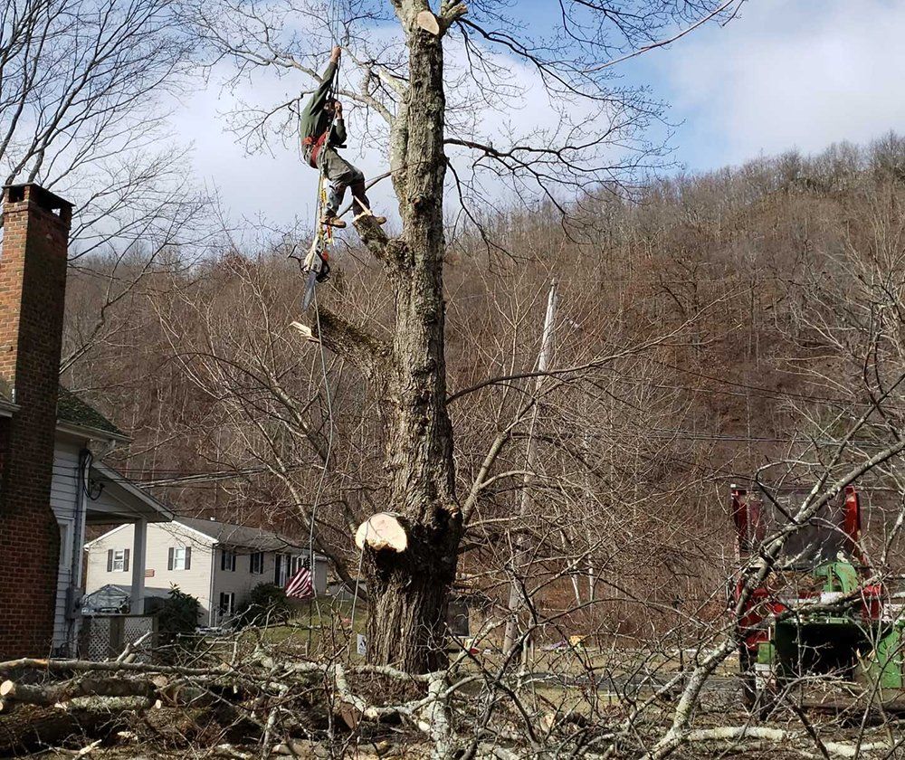 Tree services