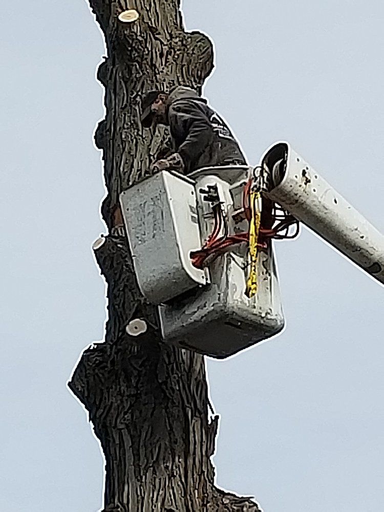 Tree services