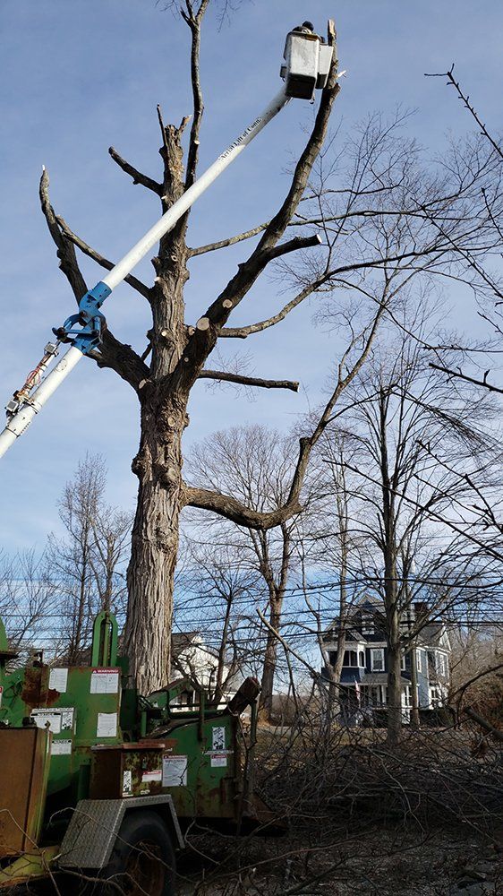Tree services