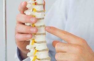A person is pointing at a model of a spine with their finger.