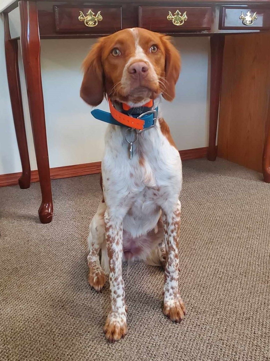 Brown and white dog sits on a rug in front of a wooden desk, wearing a blue and orange collar.