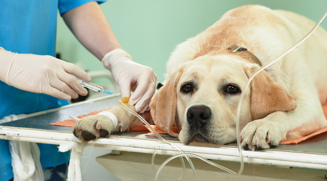 pet health care center