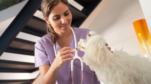 pet health care center