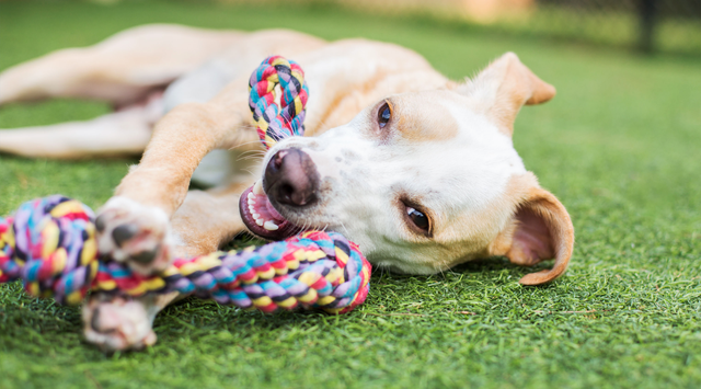 pet health care center