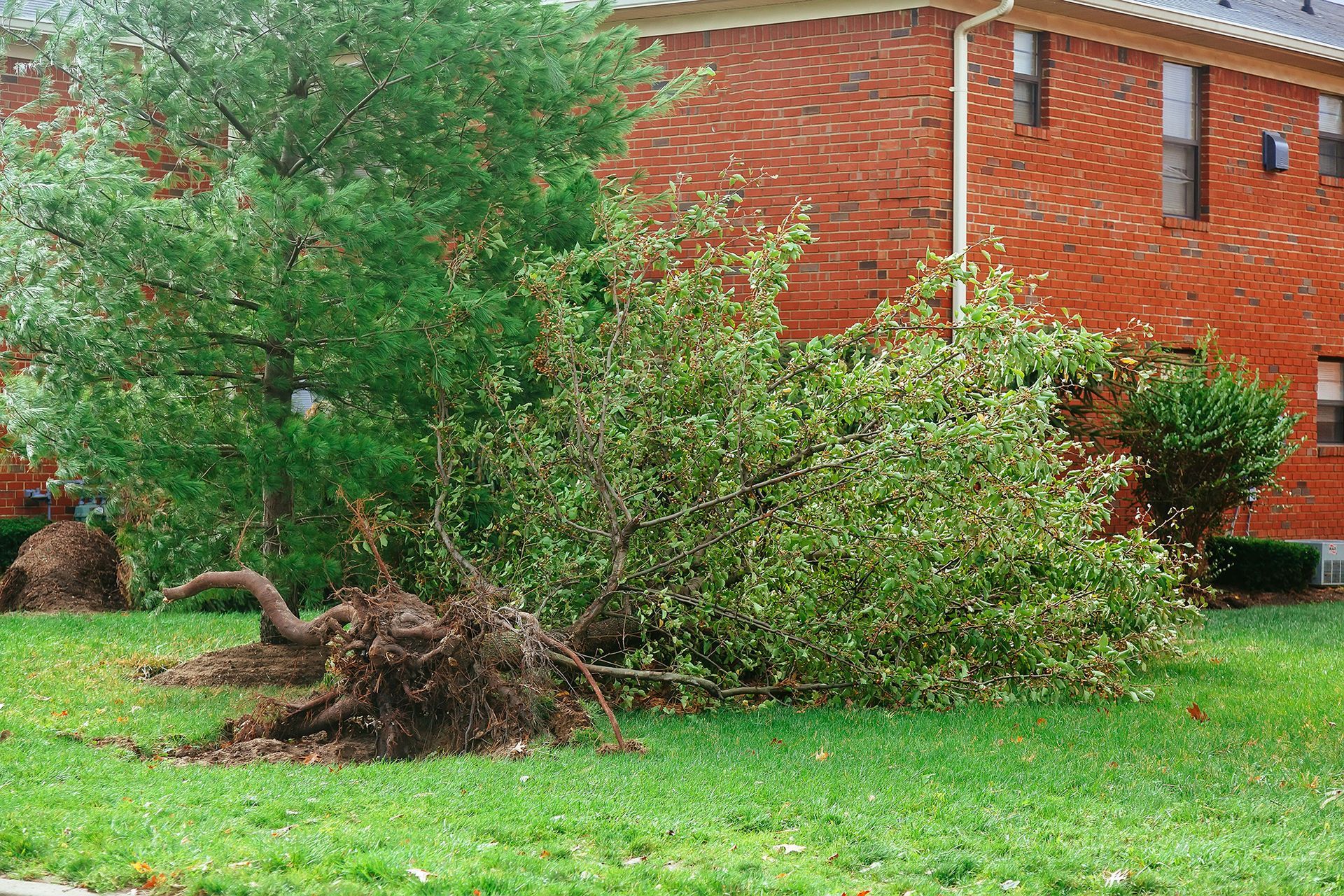 A fallen tree with exposed roots lies on a grassy lawn in front of a red brick building.