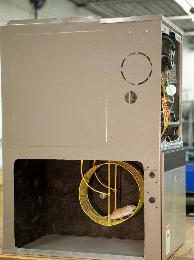 A rat is sitting inside of a machine with a yellow wheel