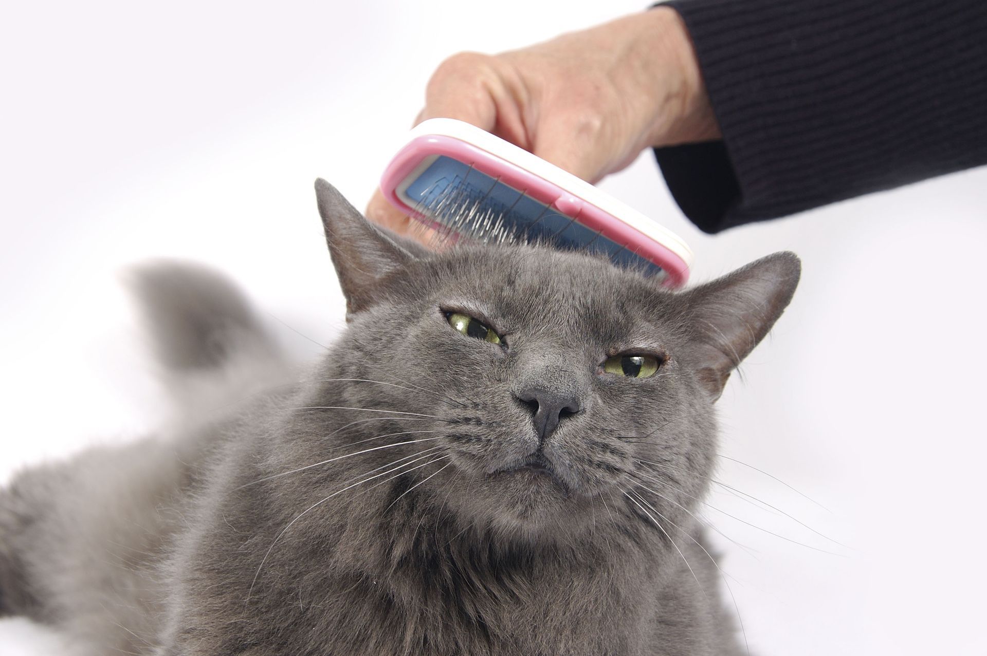 A person is brushing a gray cat with a pink brush