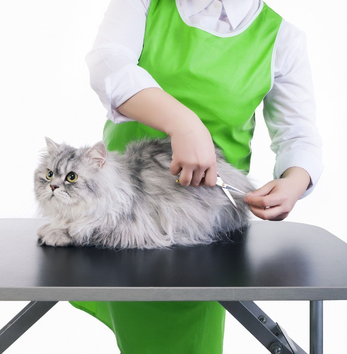 A woman in a green apron is grooming a cat on a table
