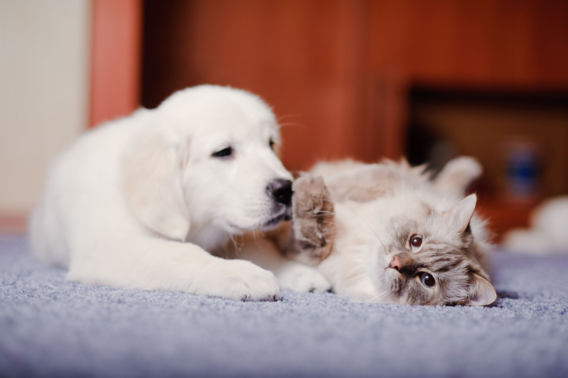 A puppy is playing with a cat on the floor.