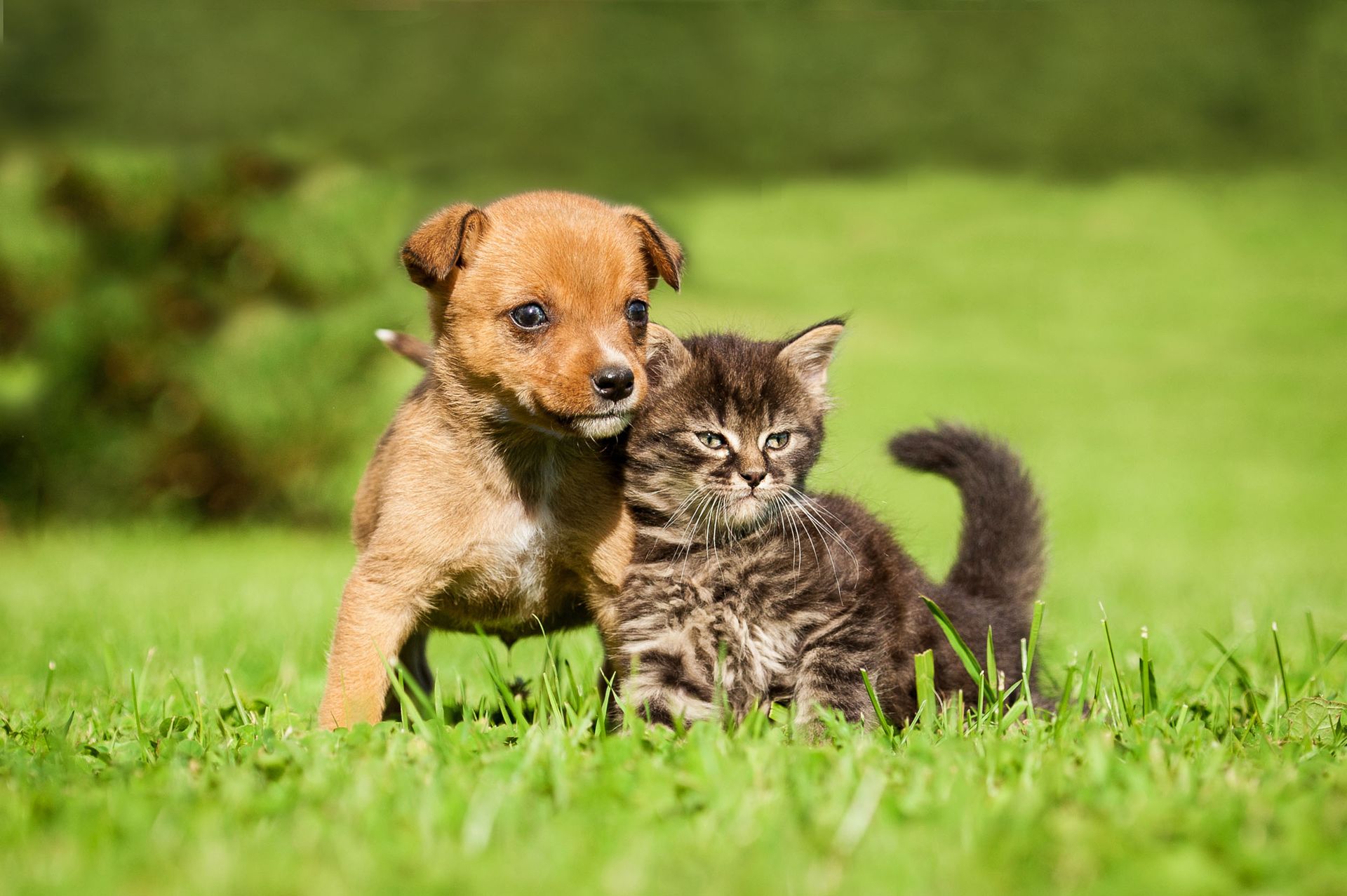 A puppy and a kitten are standing next to each other in the grass.