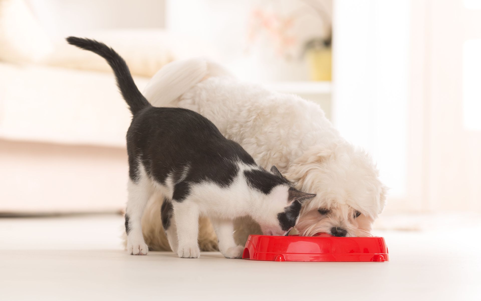 A puppy and a kitten are eating from a red bowl.