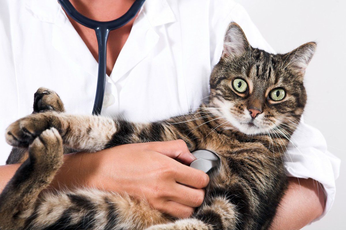 A cat is being examined by a doctor with a stethoscope