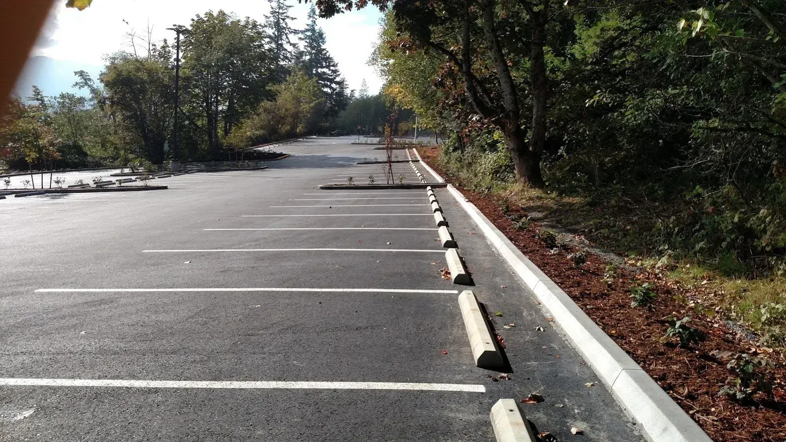 Empty asphalt parking lot with white painted lines and concrete bumpers, surrounded by trees.