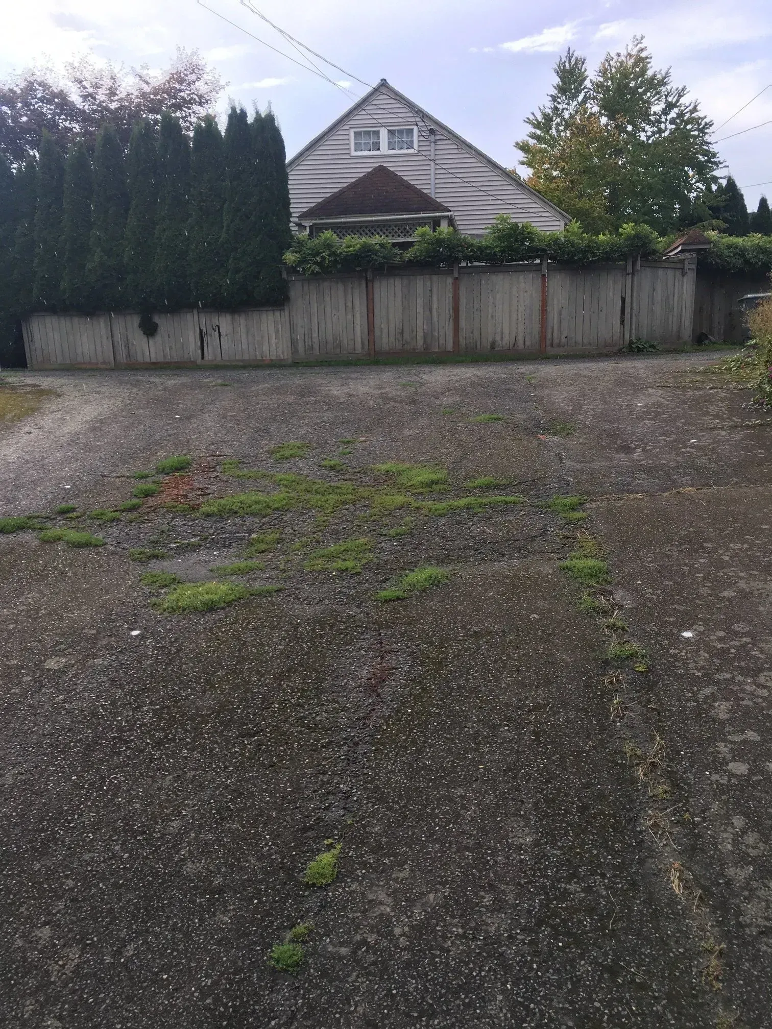Driveway with overgrown weeds in front of a house behind a weathered wooden fence.