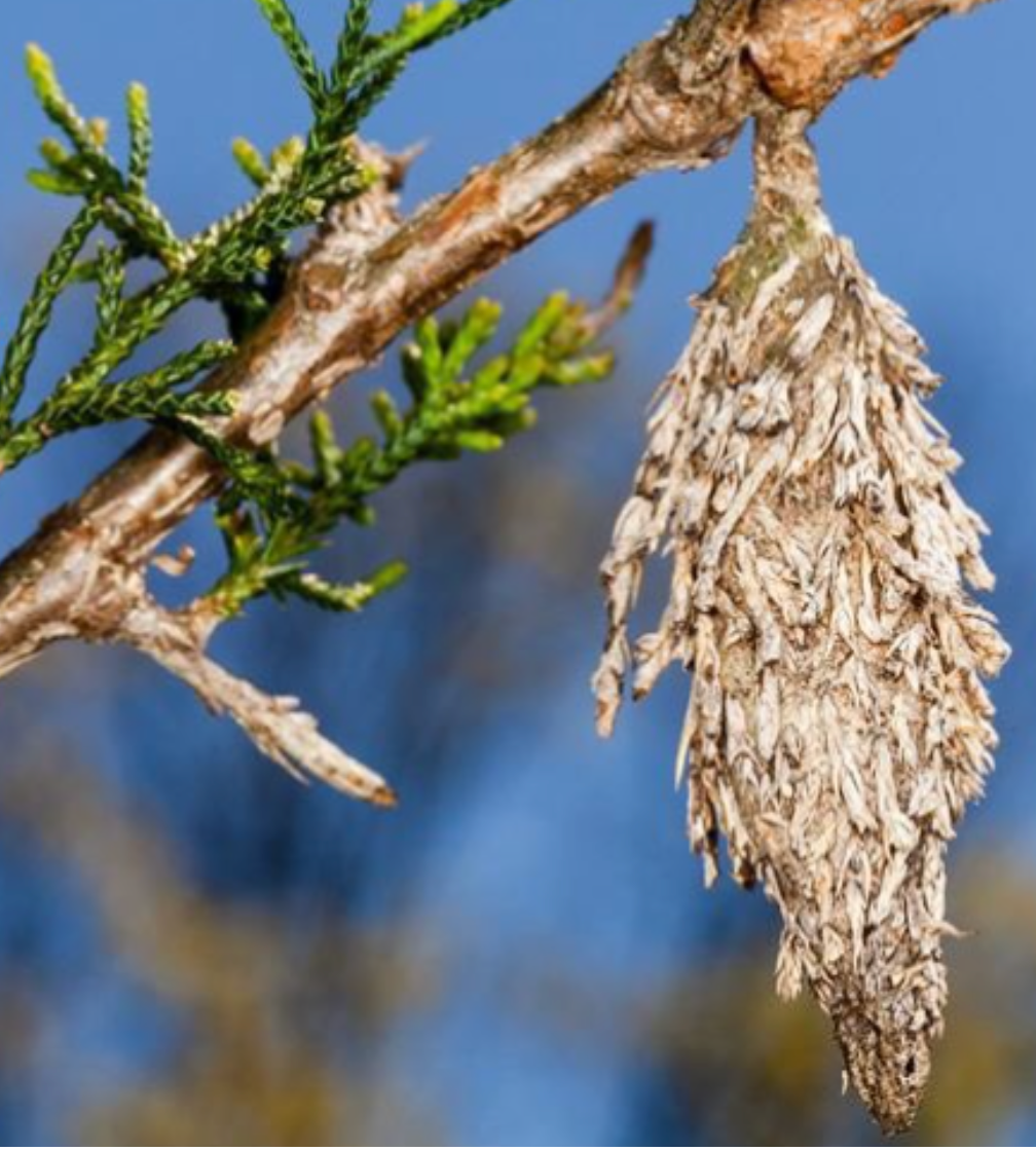 A hanging bagworm case on a green conifer branch against a blue sky.