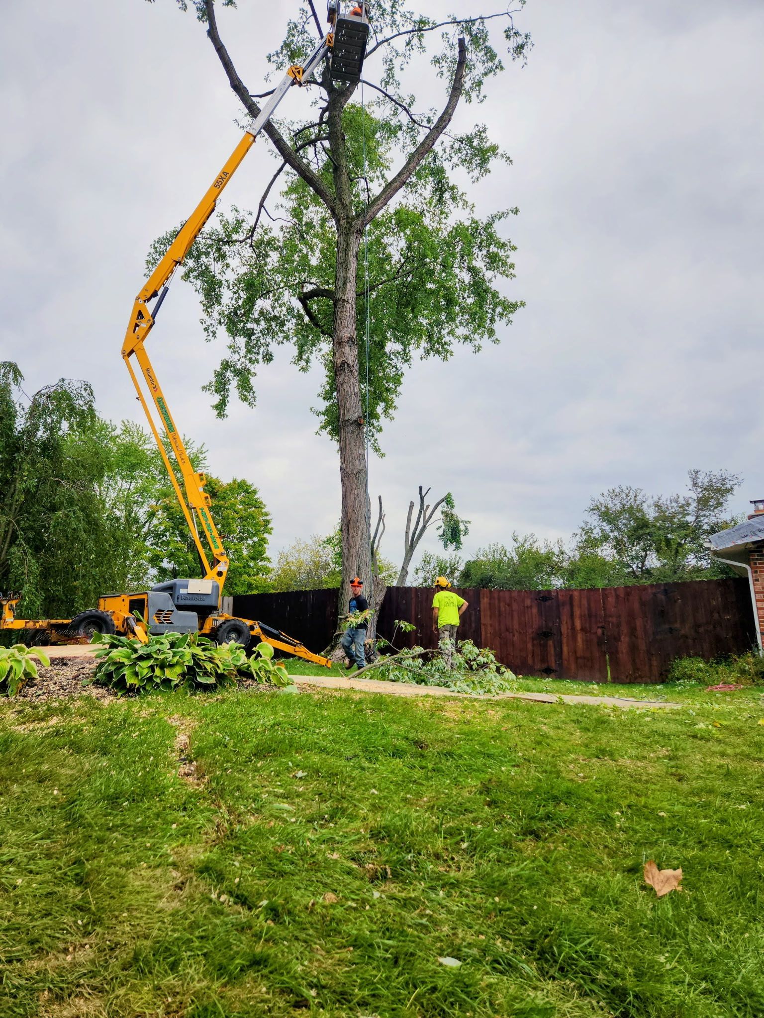 Workers use a yellow crane to trim a tall tree in a grassy yard beside a fence.