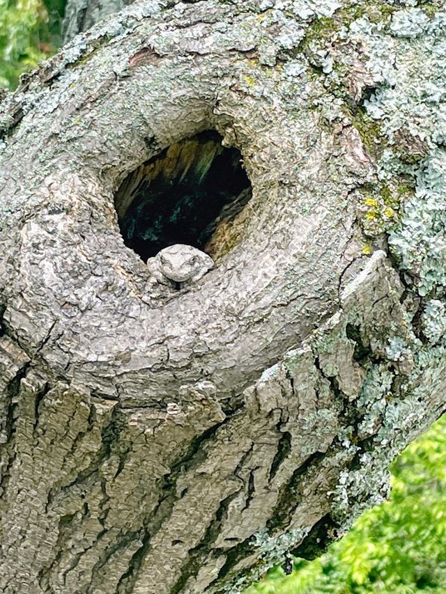 Close-up of a tree trunk with a large hollow knot hole and rough bark outdoors