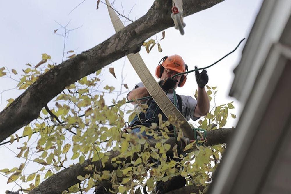 Worker in orange helmet pruning a tree branch near a roofline.