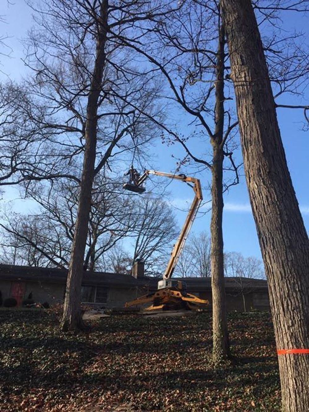 Yellow boom lift reaching up beside leafless trees in a wooded area under a clear blue sky