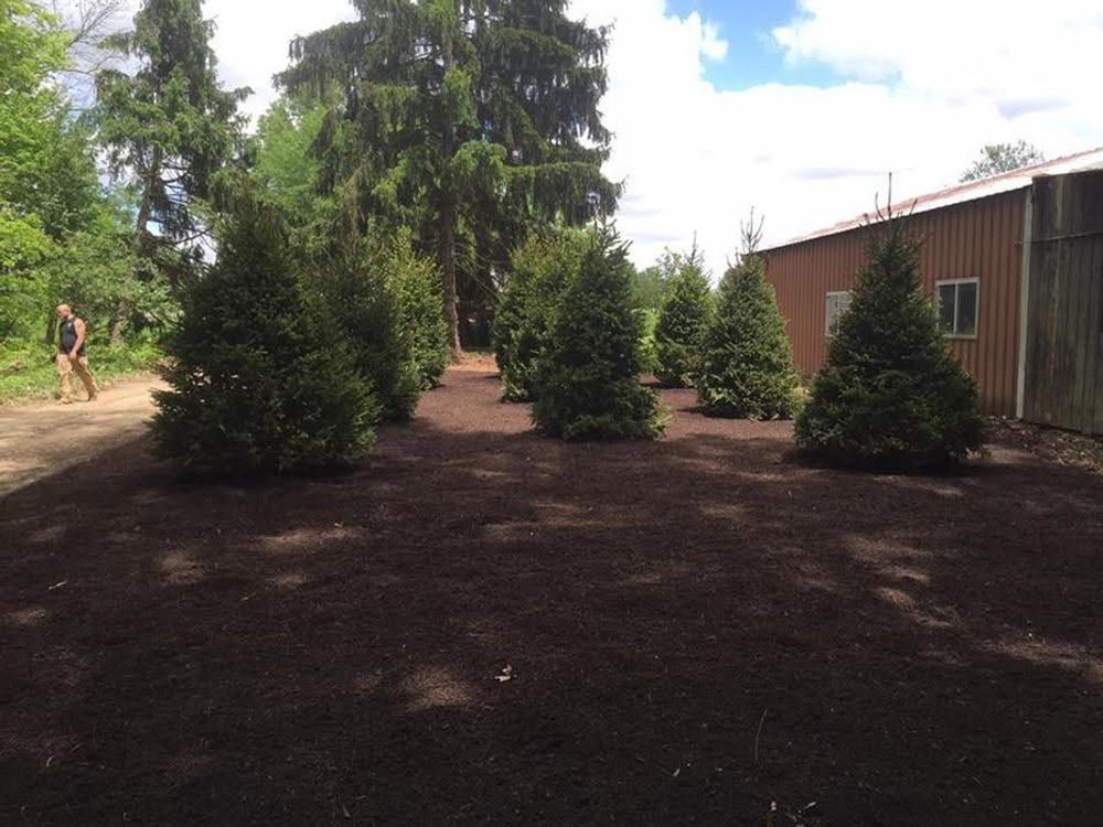 Small evergreen trees planted in a dark mulch bed beside a red brick building on a sunny day