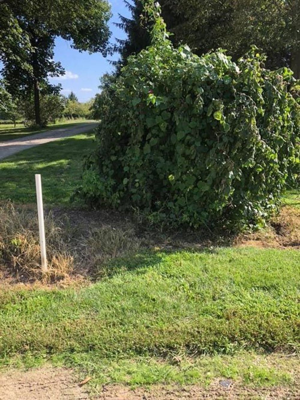 Bush beside a grassy roadside with a white post and trees in the background
