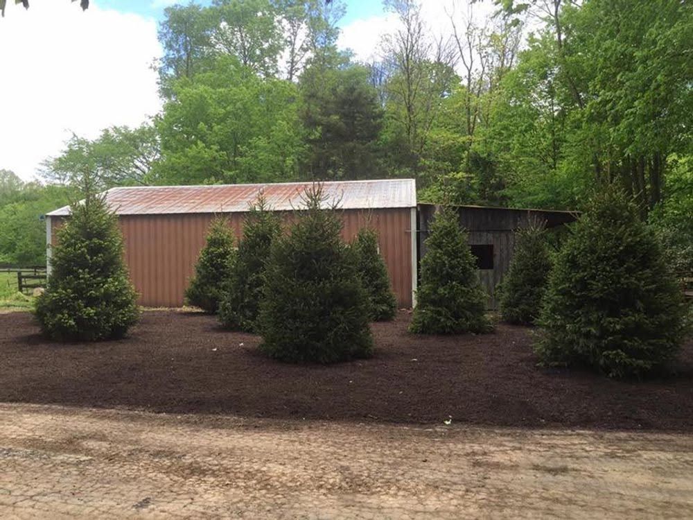 Small brown shed with metal roof and evergreen shrubs in a wooded yard