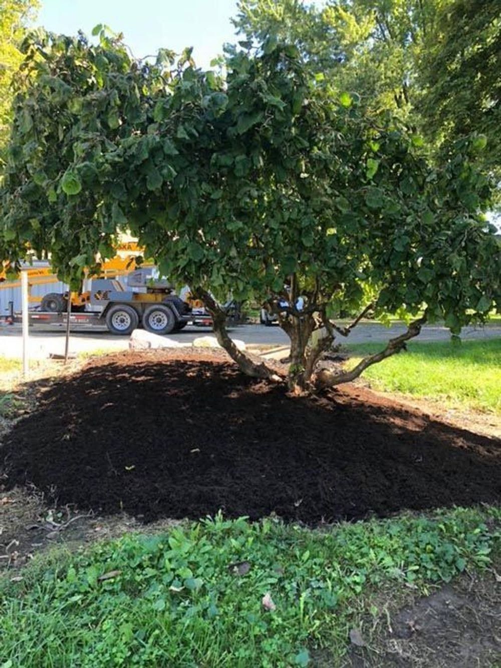 Large leafy tree with exposed roots, surrounded by mulch in a grassy yard near a parked truck.