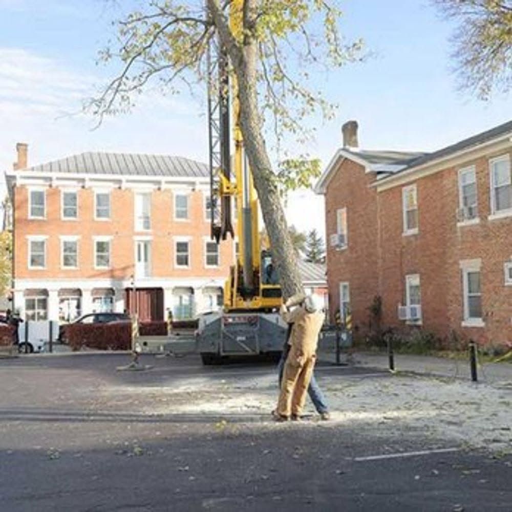 Worker beside crane trimming a large tree in a residential street near brick row houses