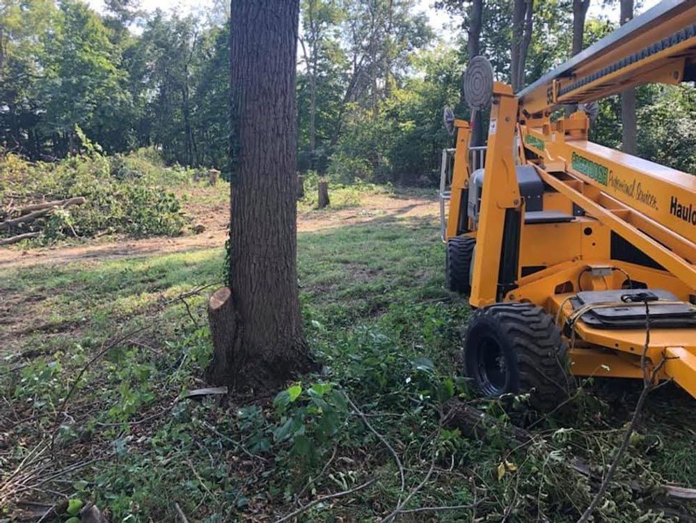 Yellow construction lift beside a large tree in a wooded clearing