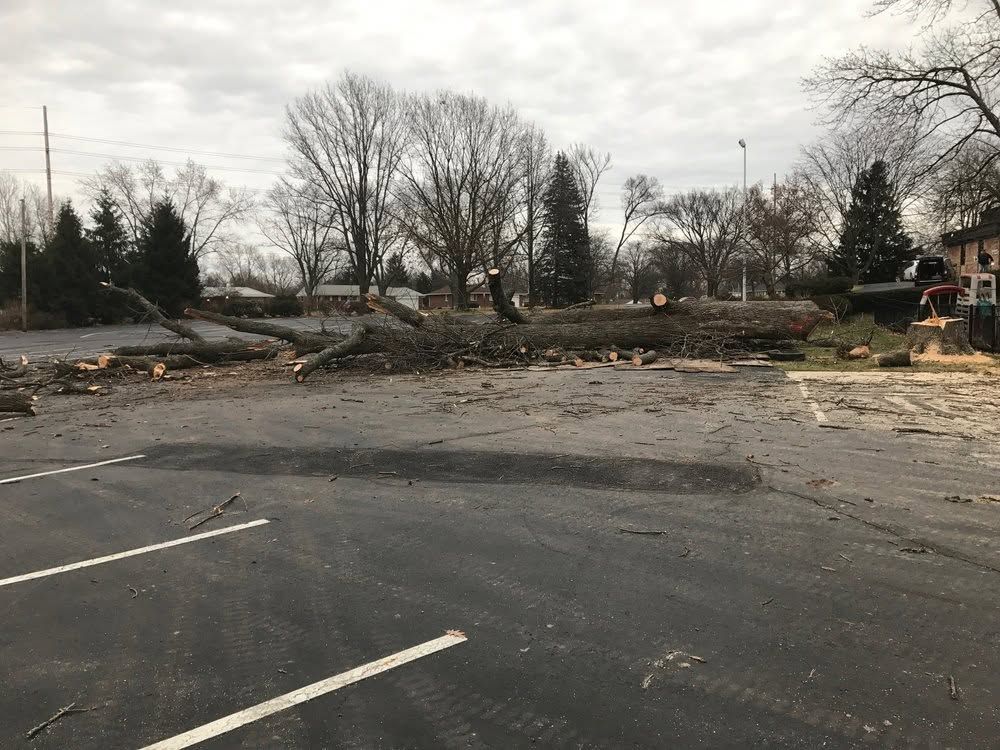 Storm damage with fallen trees and debris across a road under a cloudy sky
