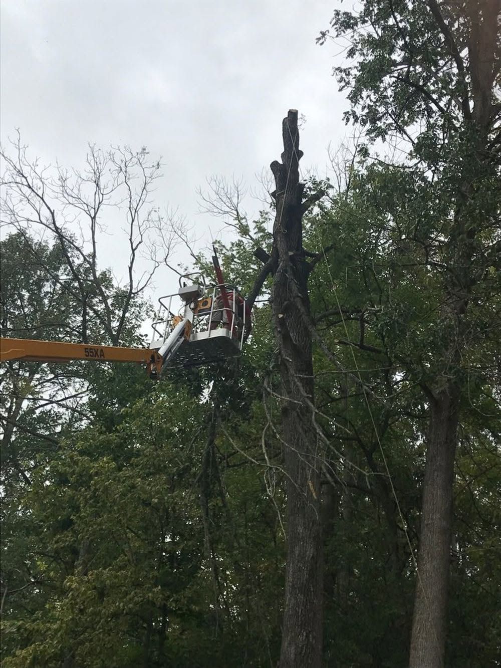 Worker on a bucket truck trims a tall tree beside another tree in a wooded area.
