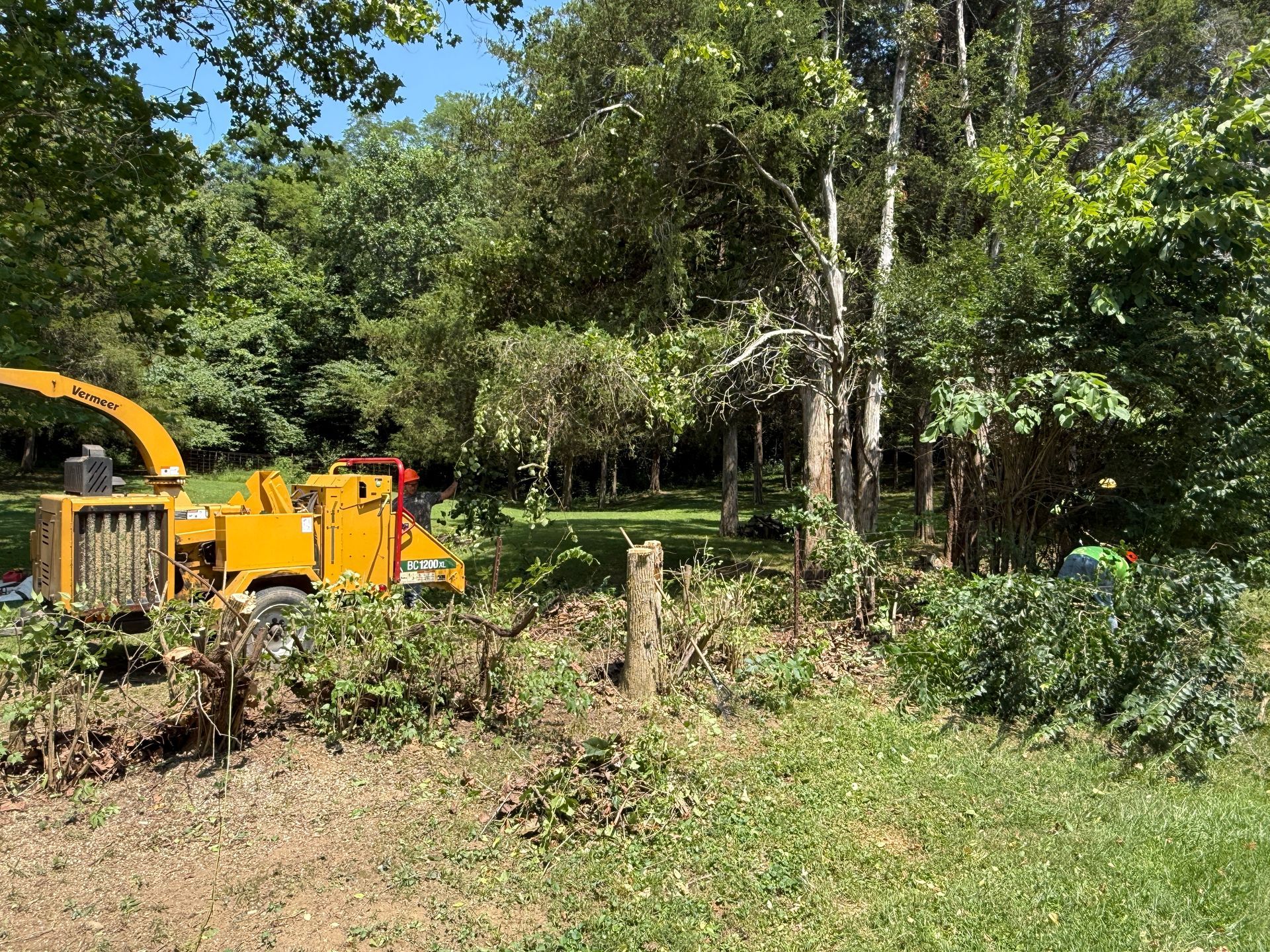 Yellow wood chipper clearing brush in a wooded yard under bright sunlight