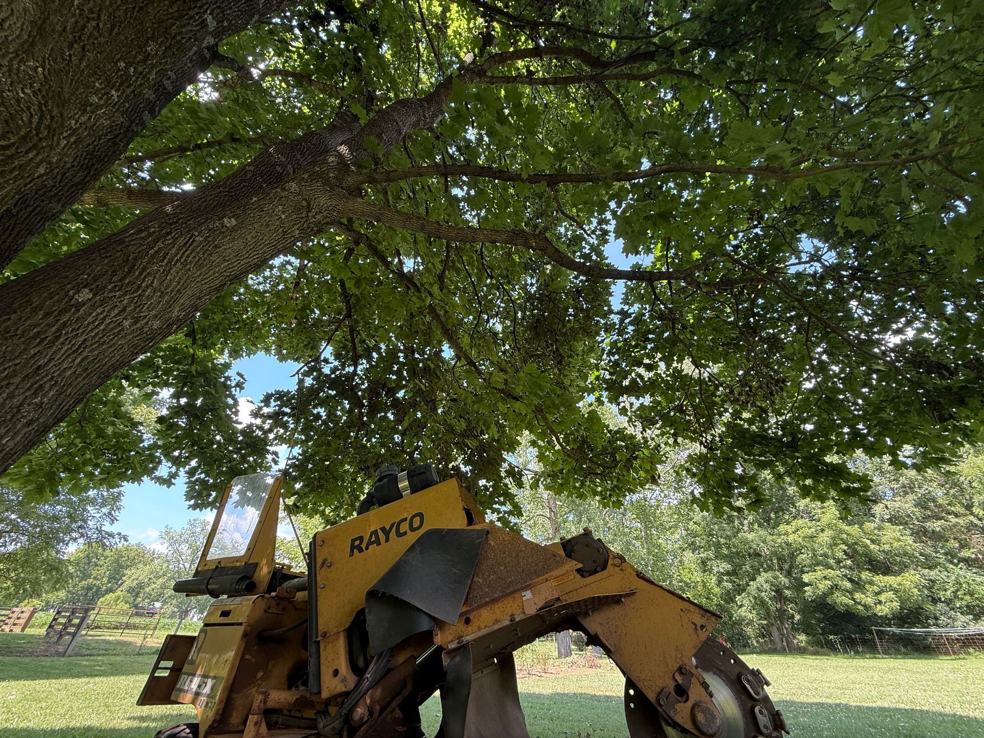 Yellow excavator under a large leafy tree against a blue sky