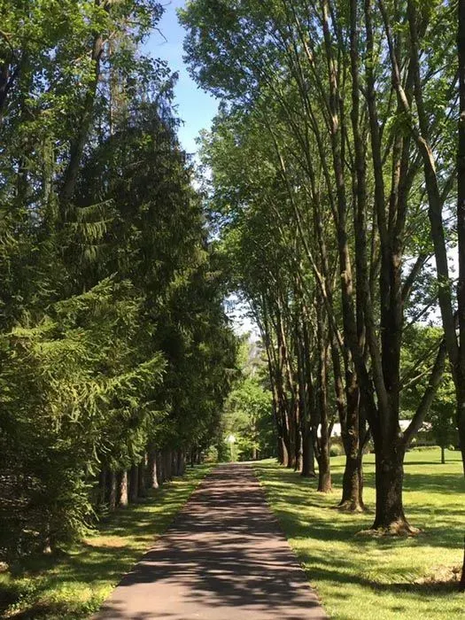 Tree-lined path in a sunny park with tall green trees arching over a paved walkway.