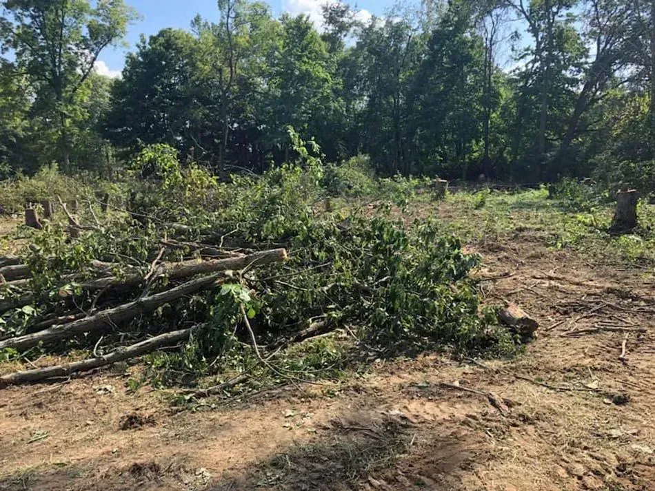 Cleared wooded lot with cut branches and brush piles under trees in bright sunlight