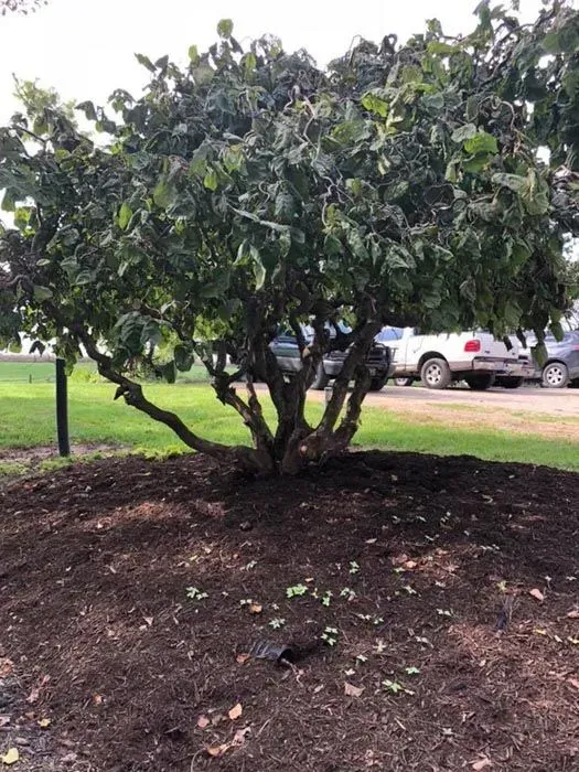 Small leafy tree in a mulch bed beside a lawn, with a white truck parked in the background.