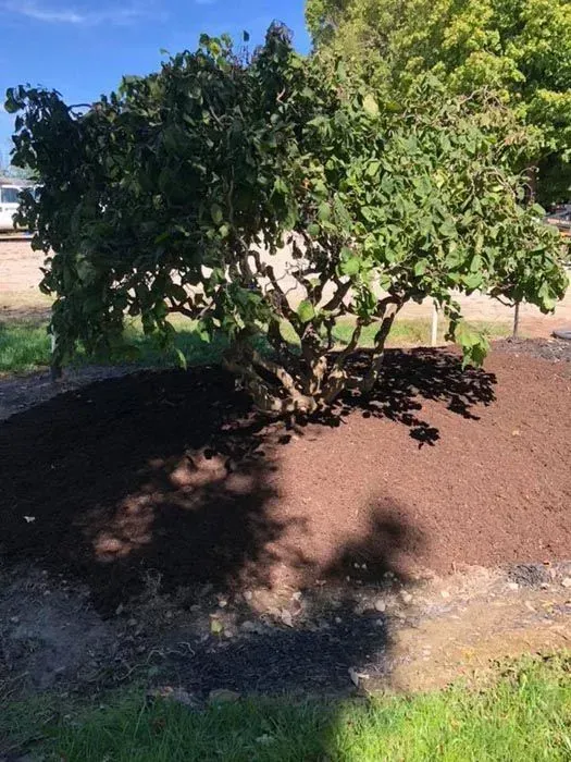 Small leafy tree with dense green foliage in a sunny yard, casting shade on reddish soil.