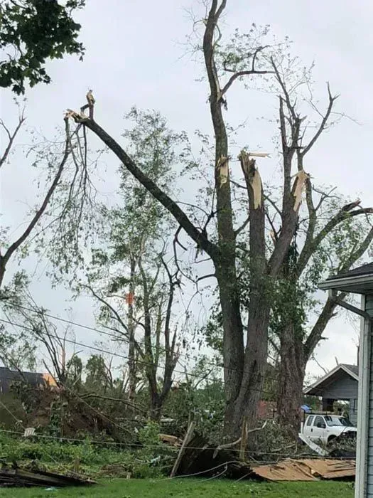 Storm-damaged trees with broken branches beside a house and parked car