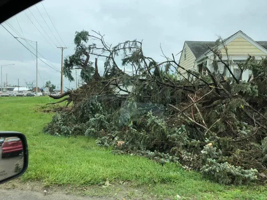 Fallen tree debris piled beside a roadside near houses after a storm