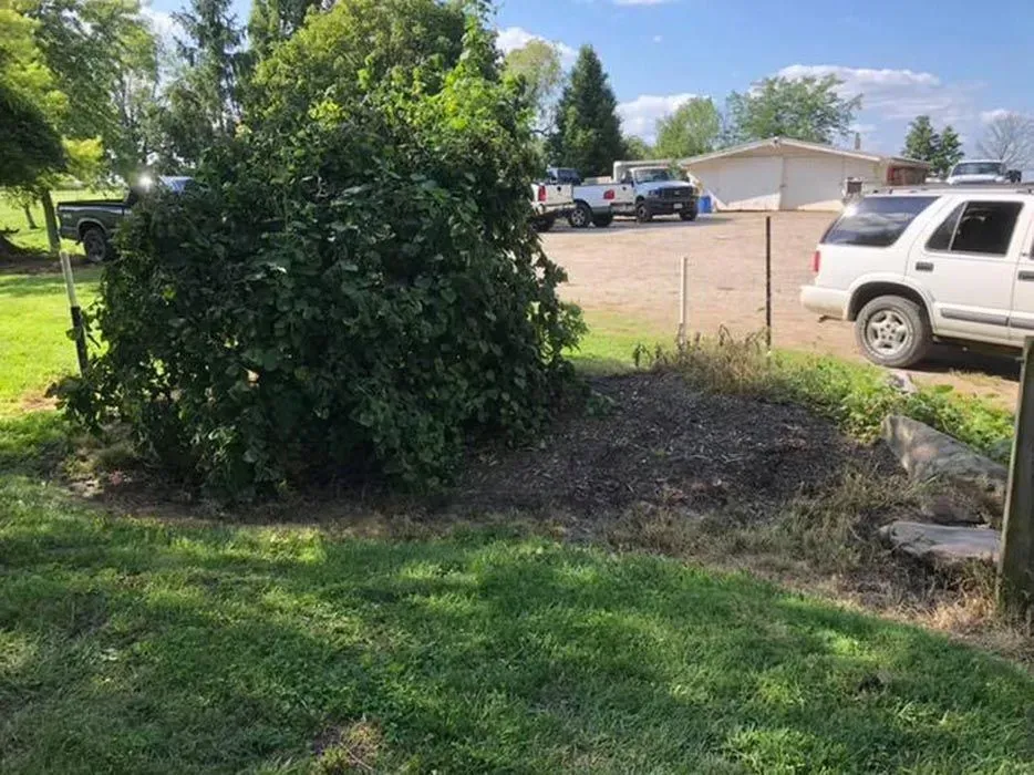 Backyard with a large bush, grass, fence, and parked SUV near a driveway