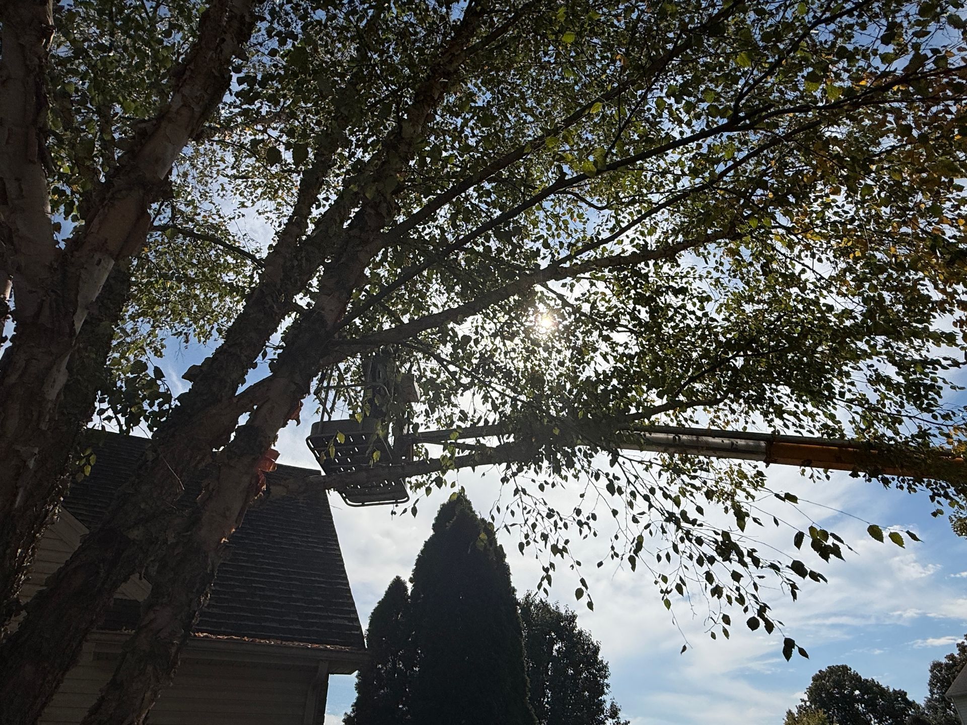 Sunlit trees framing a house roof against a blue sky