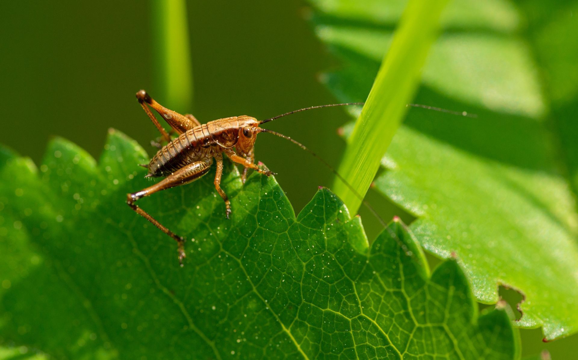 Brown grasshopper on a green leaf against a leafy background