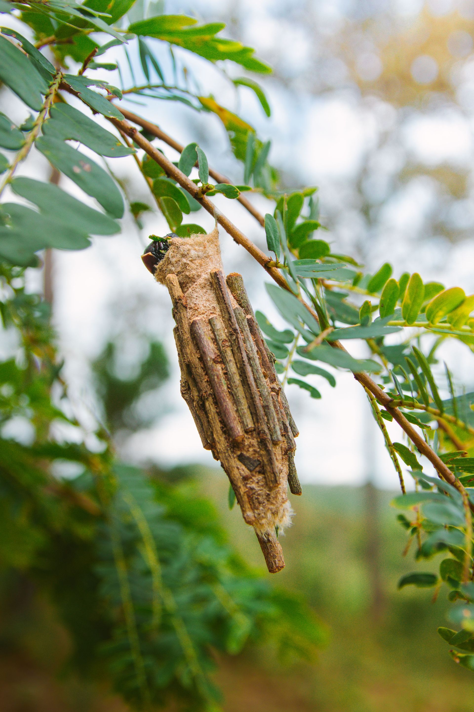 A brown bagworm cocoon hanging from a green leafy branch outdoors