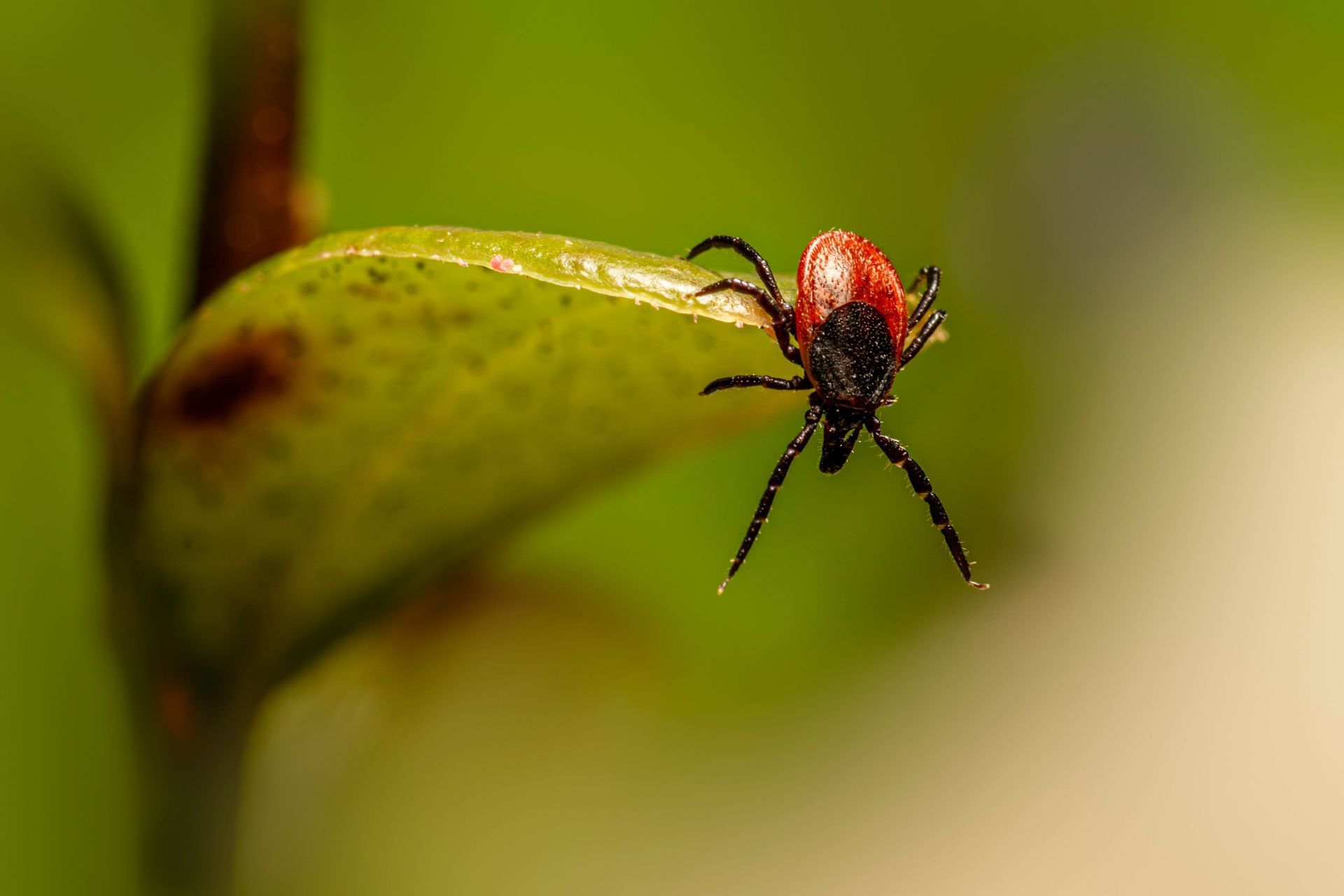 Red tick clinging to the tip of a green leaf against a blurred background