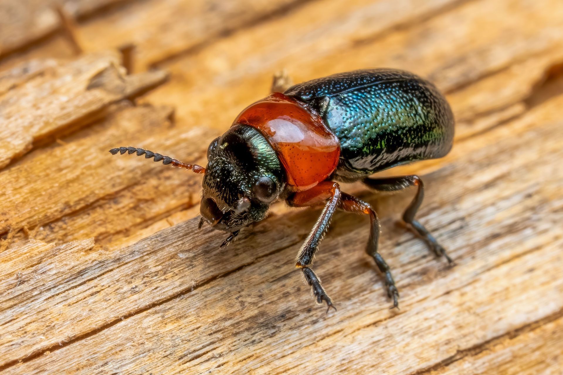 Shiny beetle with red pronotum crawling on weathered wood.