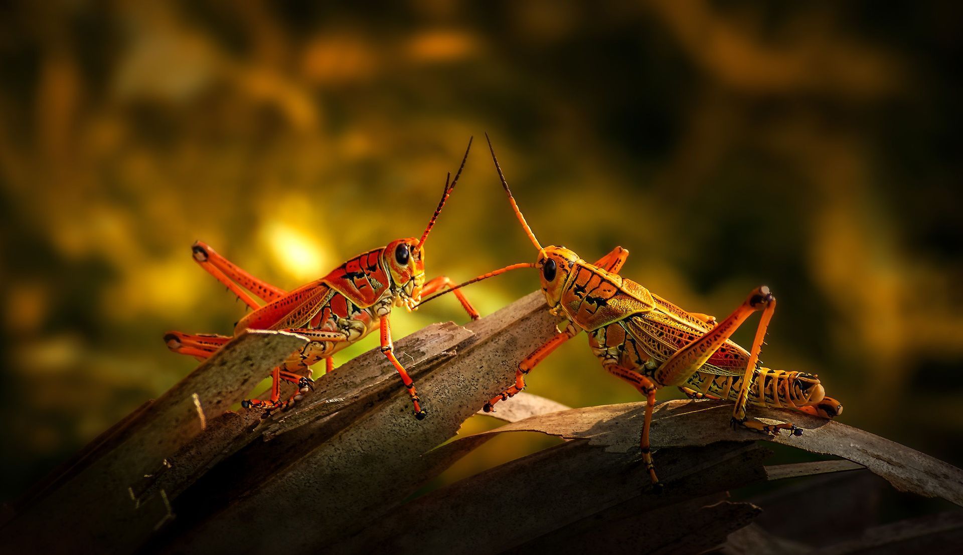 Two red-orange insects facing each other on a log, backlit by warm golden light