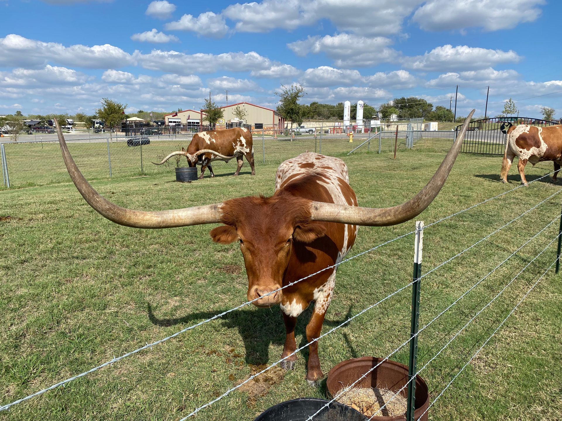 A brown and white longhorn cow is standing in a grassy field behind a barbed wire fence