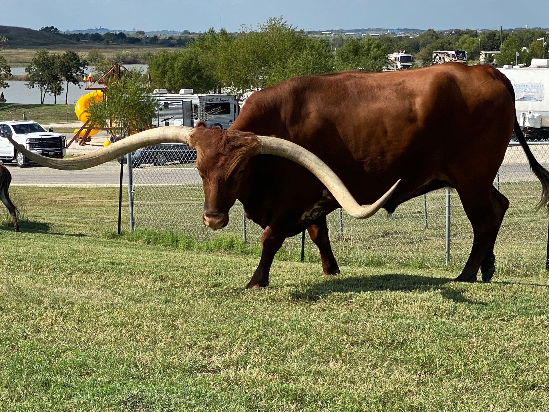 A brown bull with long horns is standing in a grassy field