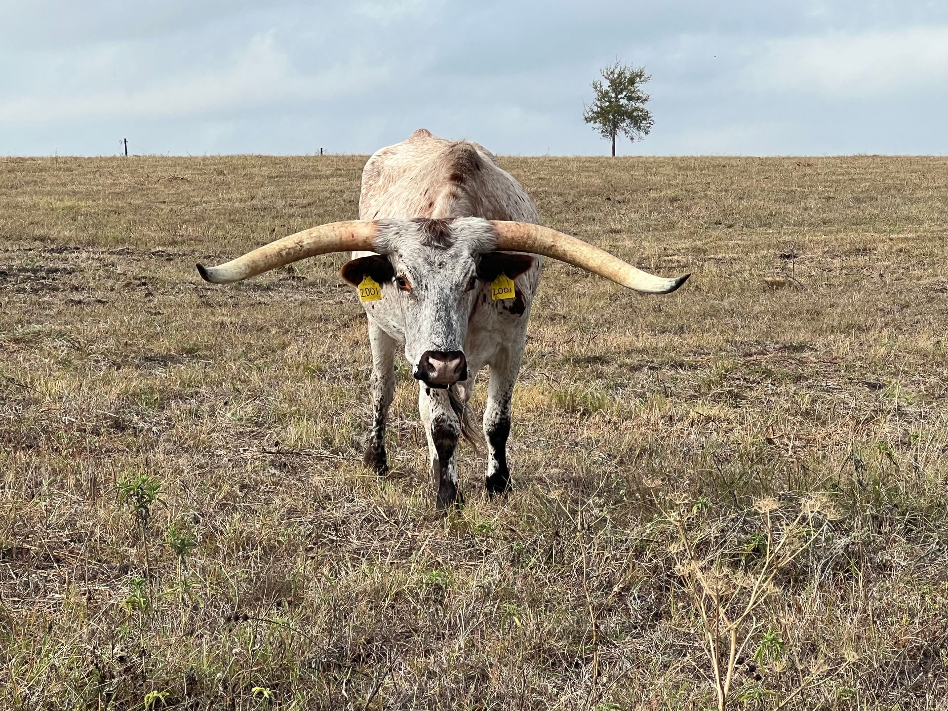 A longhorn cow is standing in a field with a tree in the background