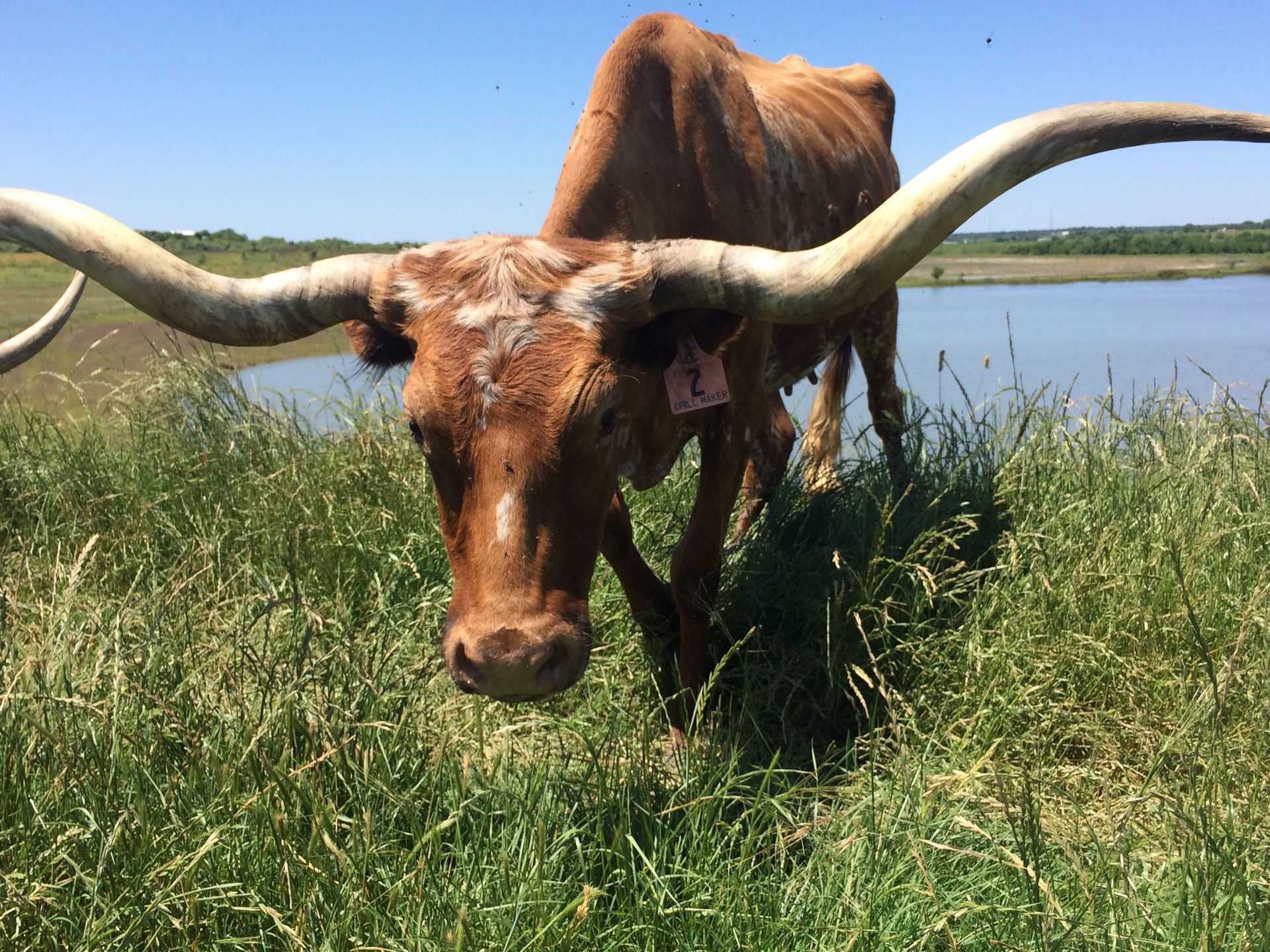 A brown cow with long horns is standing in a grassy field near a body of water